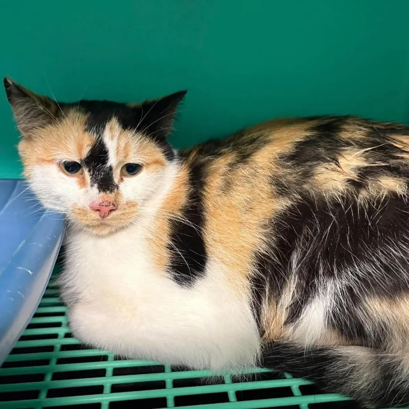 A young medium-sized female Calico Domestic Short Hair cat named Antoinette for adoption in Edwardsville, IL