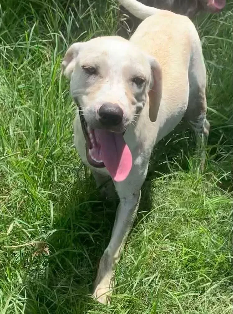 A baby medium-sized female Mixed Breed dog named Cinderella for adoption in Fond Du Lac, WI