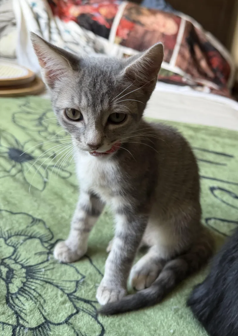 A young medium-sized female Gray / Blue / Silver Domestic Short Hair cat named Eleanor for adoption in Redwood City, CA