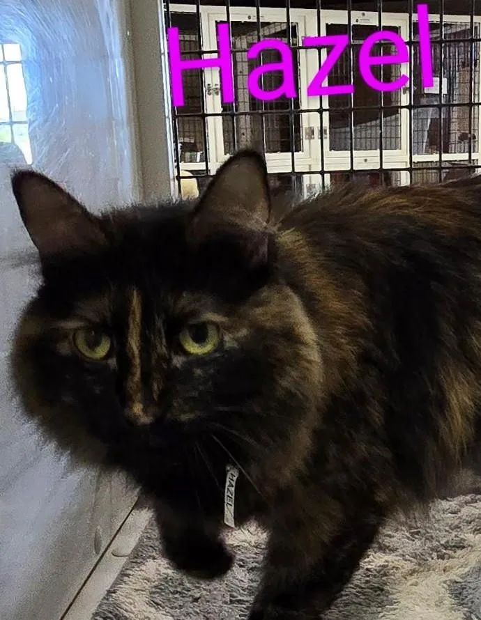 An adult medium-sized female Tortoiseshell cat named Hazel for adoption in Las Cruces, NM