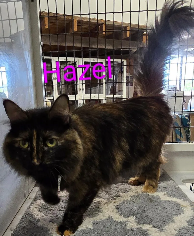 Hazel thumbnail 2