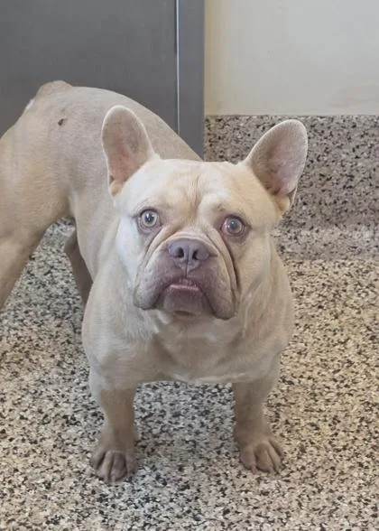 An adult medium-sized male French Bulldog dog named Ludo for adoption in Aiken, SC