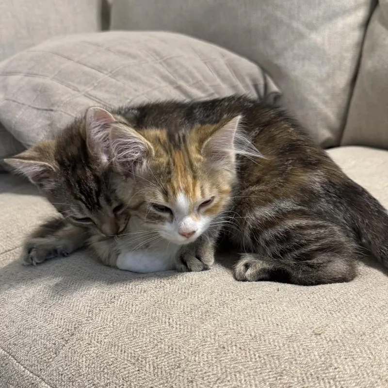 A baby medium-sized female Calico Domestic Long Hair cat named Kelly & Michelle for adoption in Chattanooga, TN