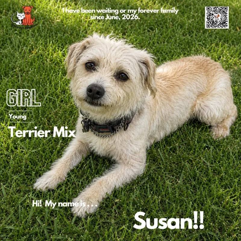 An adult medium-sized female White / Cream Mixed Breed dog named Susan for adoption in Westminster, CA