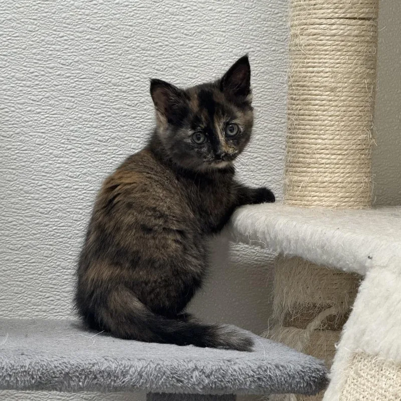 A baby small-sized female Black Domestic Short Hair cat named Liberty for adoption in Driggs, ID