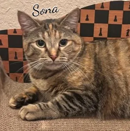 A young large-sized female Torbie cat named Sona lapcat for adoption in Houston, TX