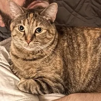 Sona lapcat thumbnail 3