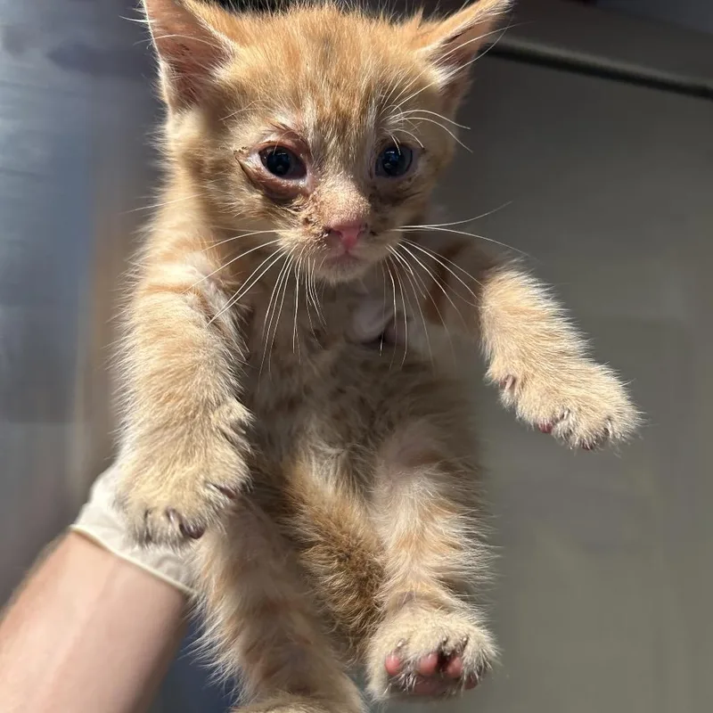 A baby small-sized male Orange / Red Domestic Short Hair cat named Popsicle for adoption in San Gabriel, CA