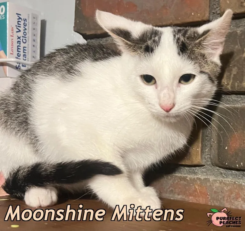 A baby medium-sized male Domestic Short Hair cat named Moonshine Mittens for adoption in Douglasville, GA