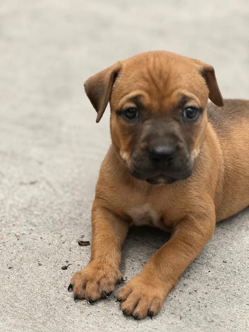 A baby medium-sized female Apricot / Beige Pit Bull Terrier dog named Seattle for adoption in Mansfield, TX