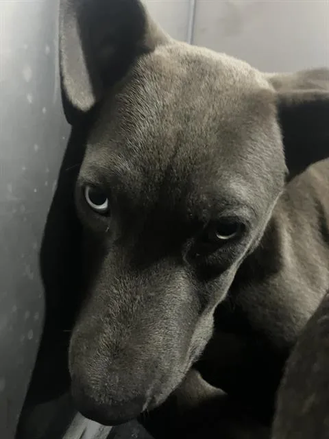 A baby large-sized male Mixed Breed dog named Cane for adoption in Dallas, TX