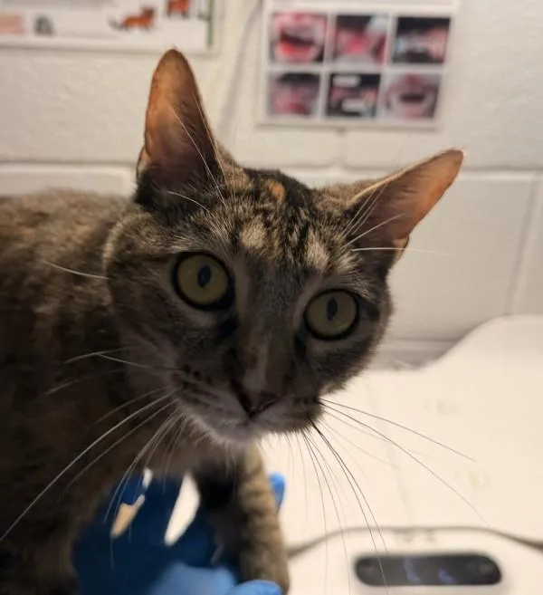 An adult small-sized female Domestic Short Hair cat named Sally for adoption in Golden, CO