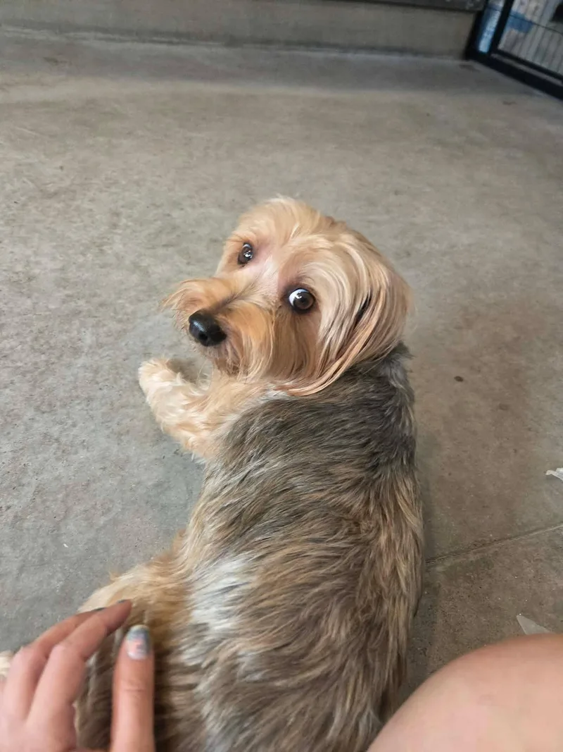 Coco Puff