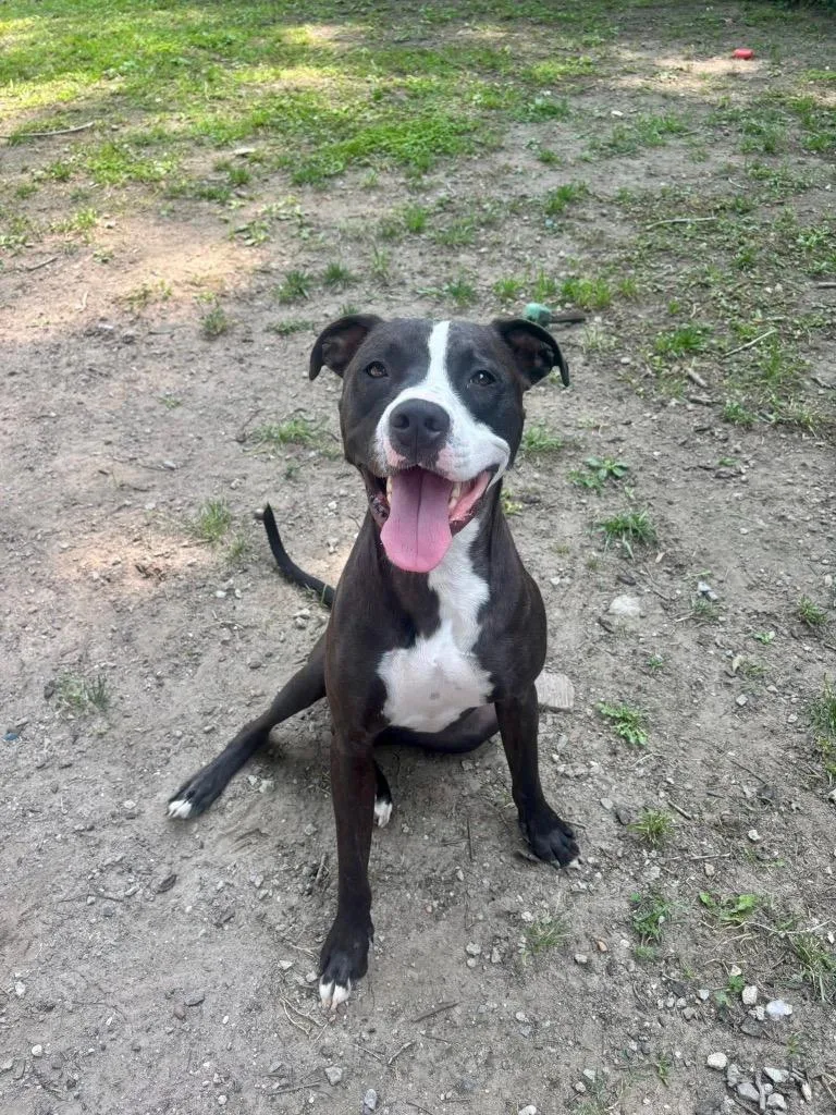 An adult large-sized male Staffordshire Bull Terrier dog named Andrew for adoption in New Bern, NC