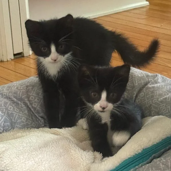 A baby large-sized female Black & White / Tuxedo Tuxedo cat named Nell & Newton for adoption in Lambertville, NJ