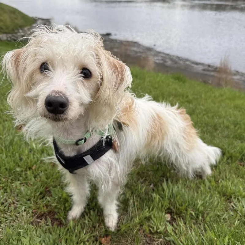 An adult small-sized male Terrier dog named Tintin for adoption in Groveland, MA