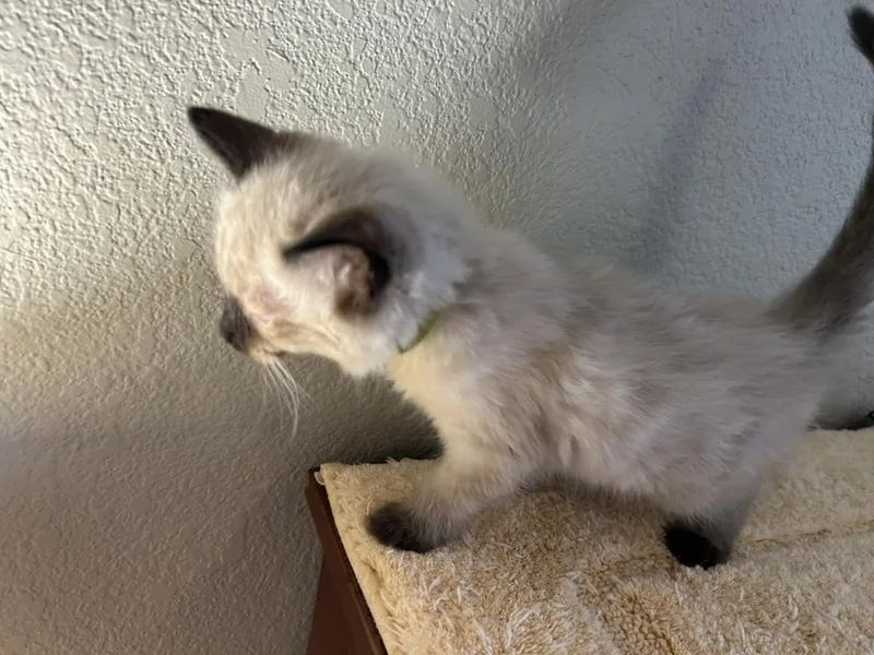 A baby small-sized female Buff / Tan / Fawn Domestic Medium Hair cat named Coco Johnson for adoption in Chandler, AZ