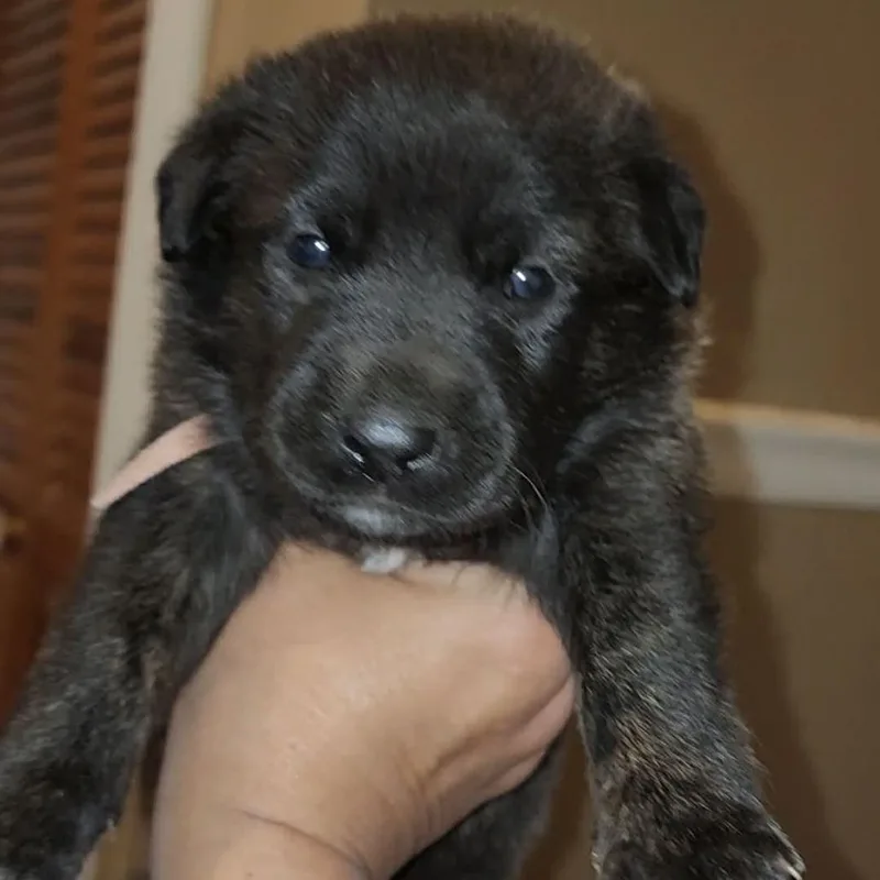 A baby small-sized male Brindle Mixed Breed dog named Hazard for adoption in Madison, WI