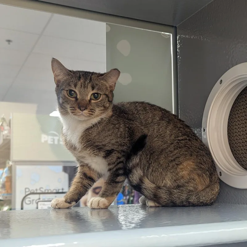 An adult small-sized female Brown / Chocolate Domestic Short Hair cat named Lumi for adoption in Canton, NC