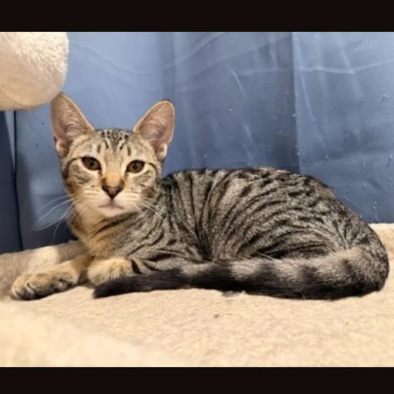 A baby small-sized male Brown / Chocolate Domestic Short Hair cat named Envy for adoption in Santa Rosa, CA