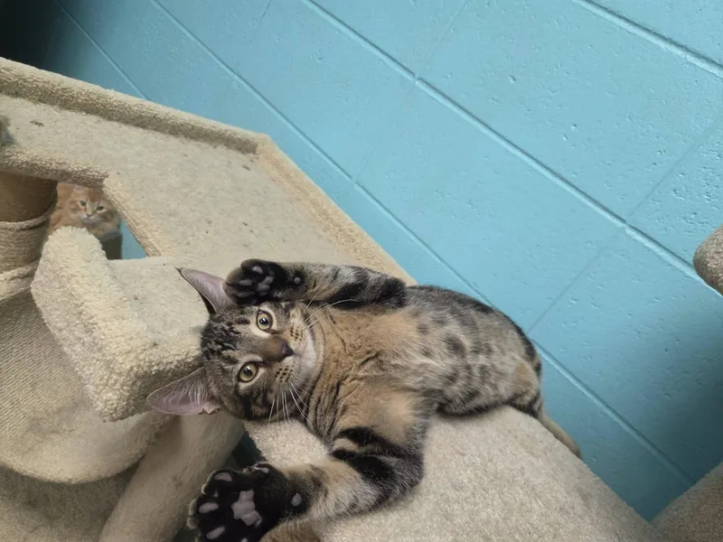 A young medium-sized male Tabby (Brown / Chocolate) Domestic Short Hair cat named Otto for adoption in Chilton, WI