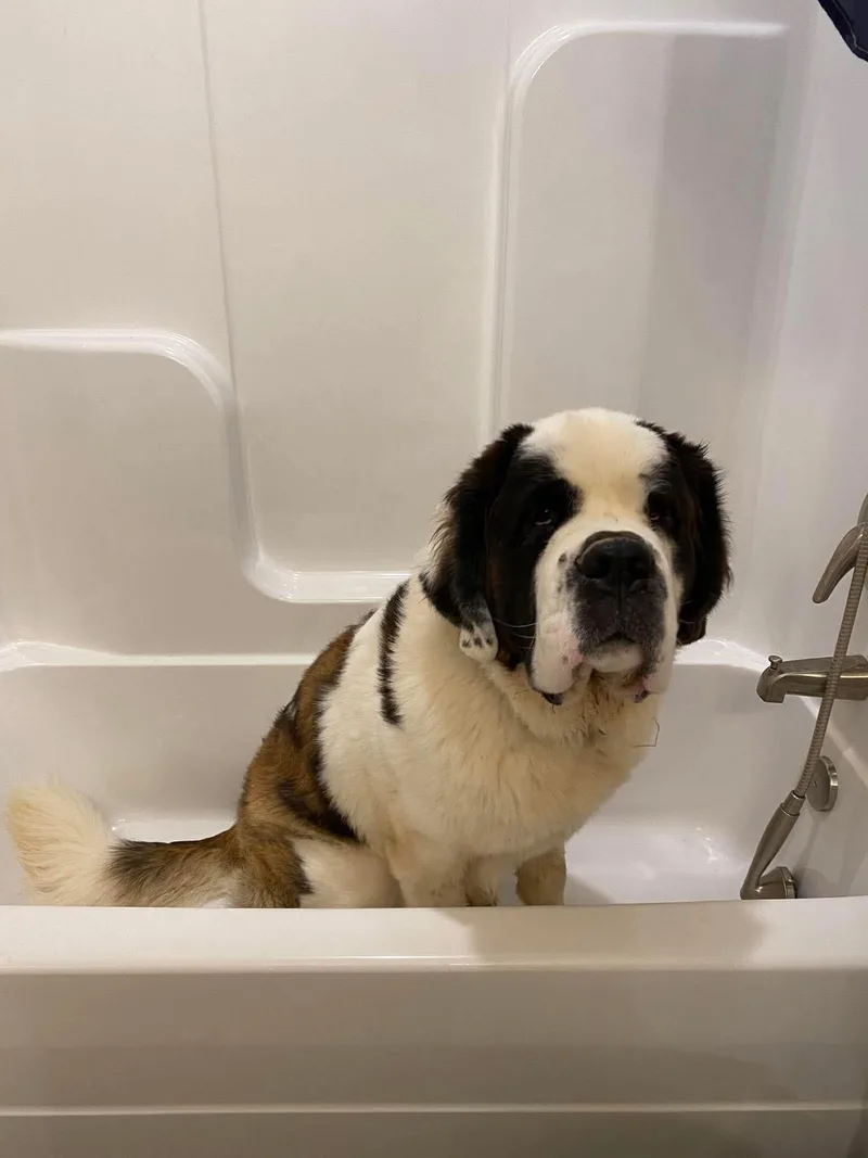 An adult extra large-sized male White / Cream Saint Bernard dog named Wallace for adoption in Spring hill, TN