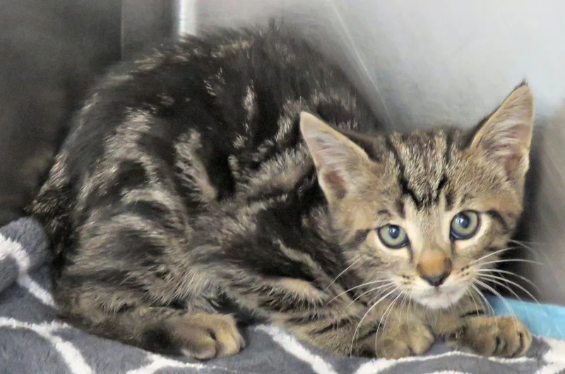 A baby medium-sized female Tabby (Brown / Chocolate) Domestic Short Hair cat named Sue for adoption in Lexington, VA