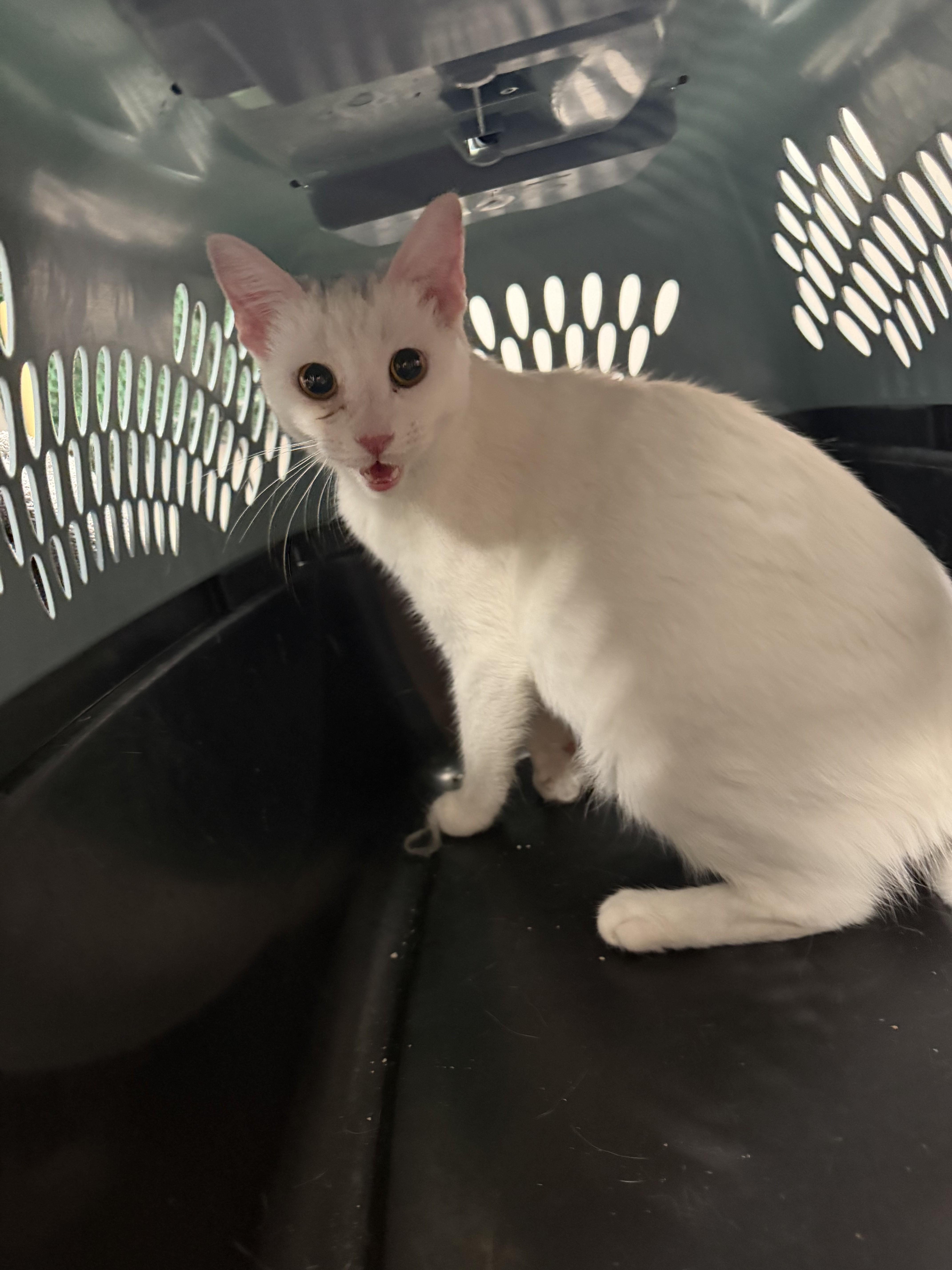 A young medium-sized male Domestic Short Hair cat named Jfk for adoption in Chatsworth, CA