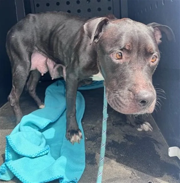 A young large-sized female Pit Bull Terrier dog named Betty Boop for adoption in Camarillo, CA