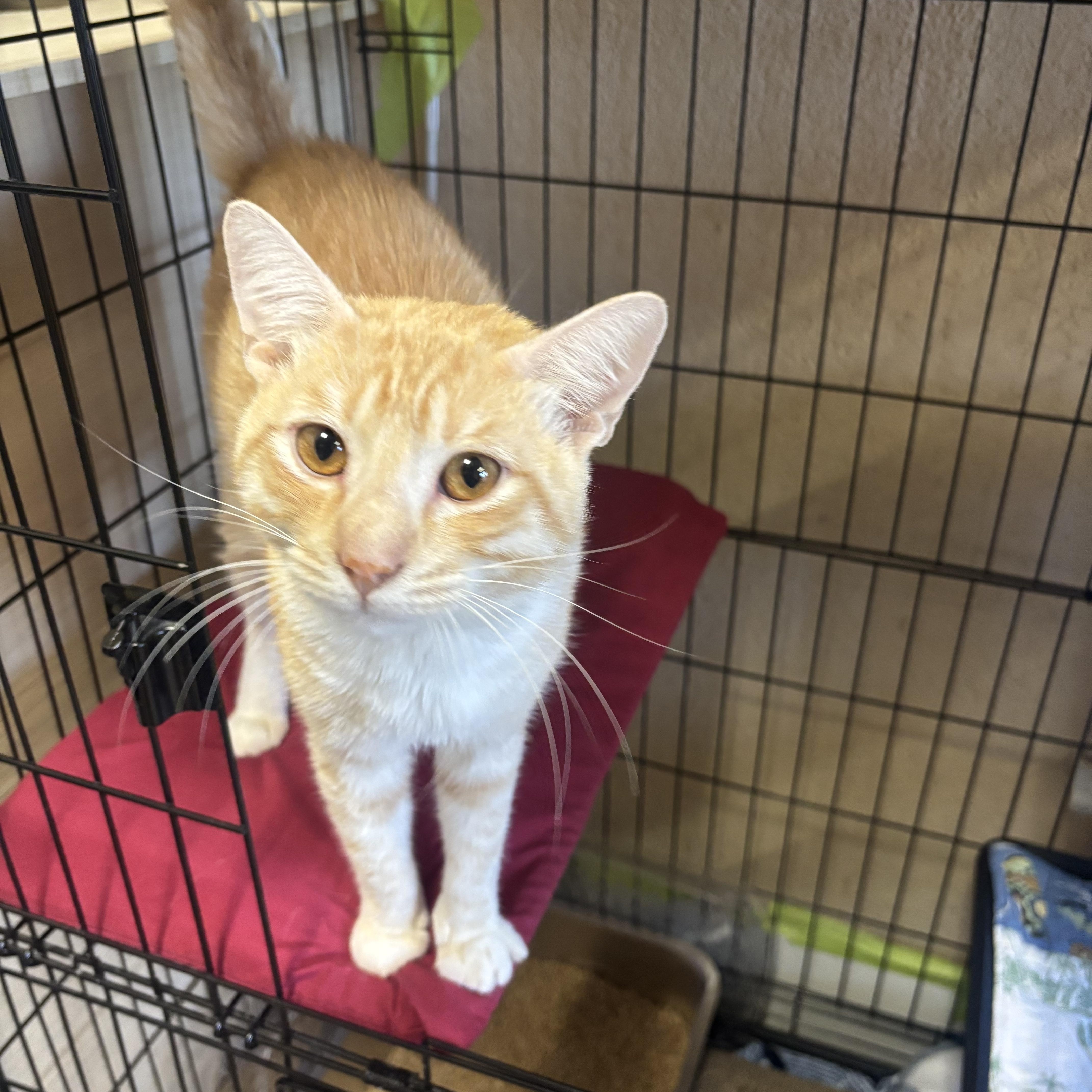 An adult medium-sized male Domestic Short Hair cat named Alfie for adoption in Statesboro, GA