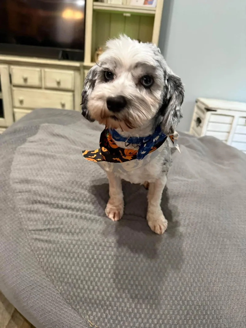 An adult small-sized male Cocker Spaniel dog named Ocean for adoption in Fort Thomas, KY