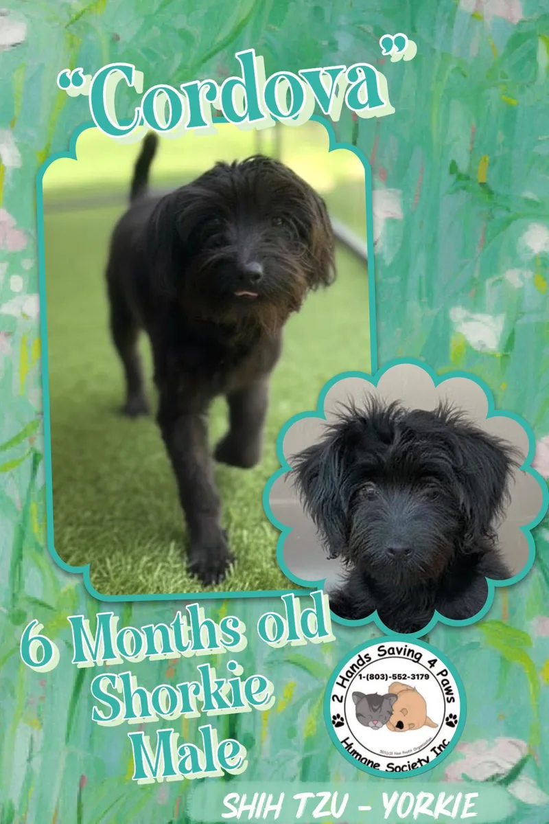 A young small-sized male Black Shorkie dog named Cordova for adoption in Thomson , GA
