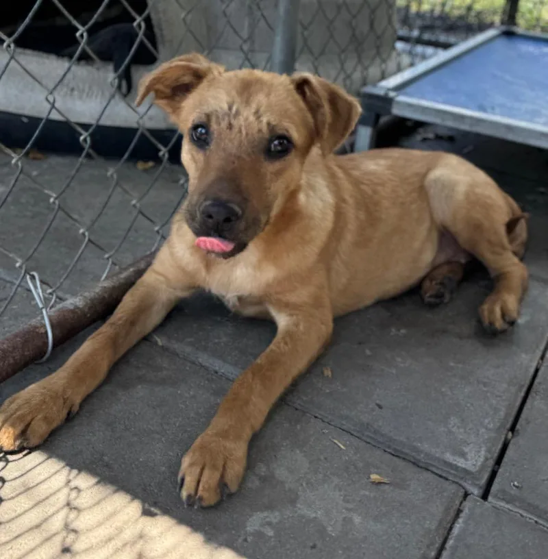 Cinnamon thumbnail 2