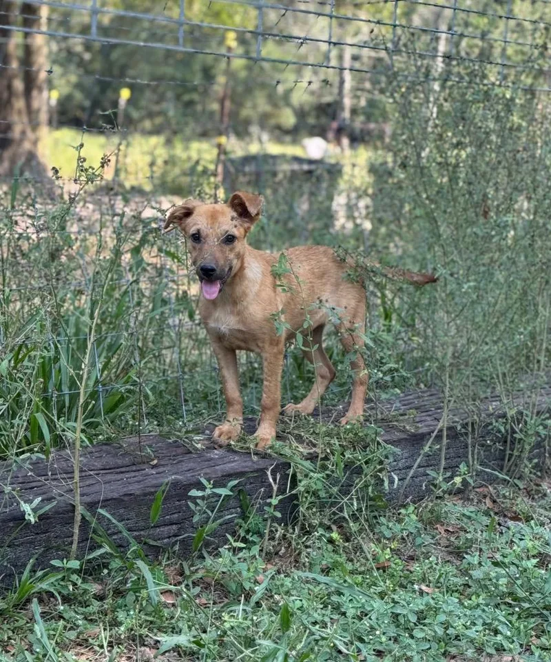 Cinnamon thumbnail 3