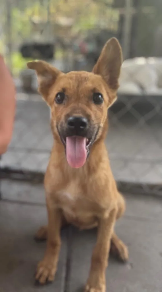 Cinnamon thumbnail 4