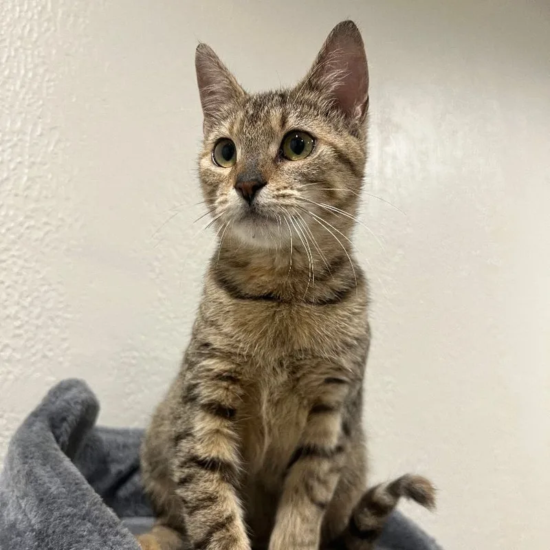 An adult small-sized female American Shorthair cat named Doxy for adoption in Pembroke Pines, FL