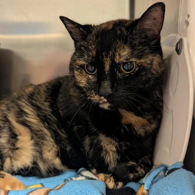 An adult small-sized female Domestic Short Hair cat named Phoenix for adoption in Olivette, MO