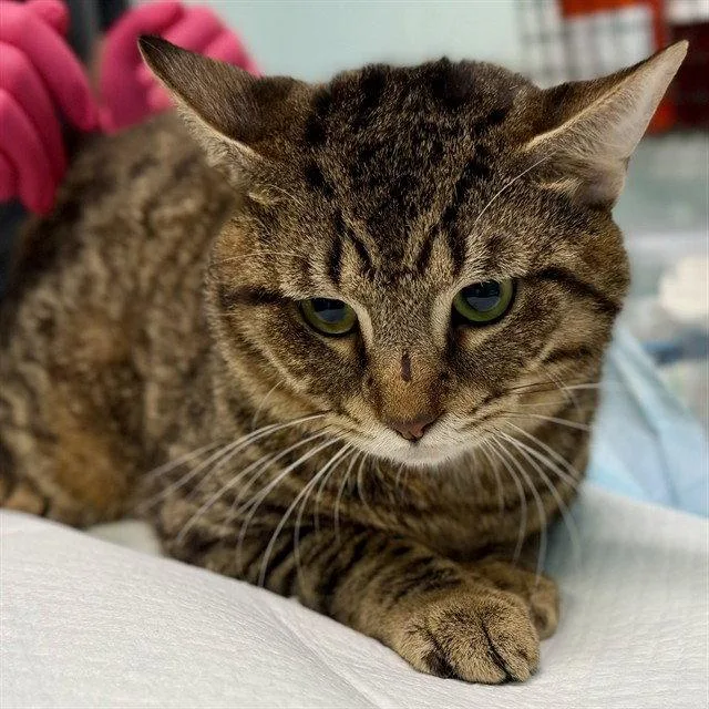 An adult large-sized male Brown / Chocolate Domestic Short Hair cat named Fort for adoption in Tavares, FL