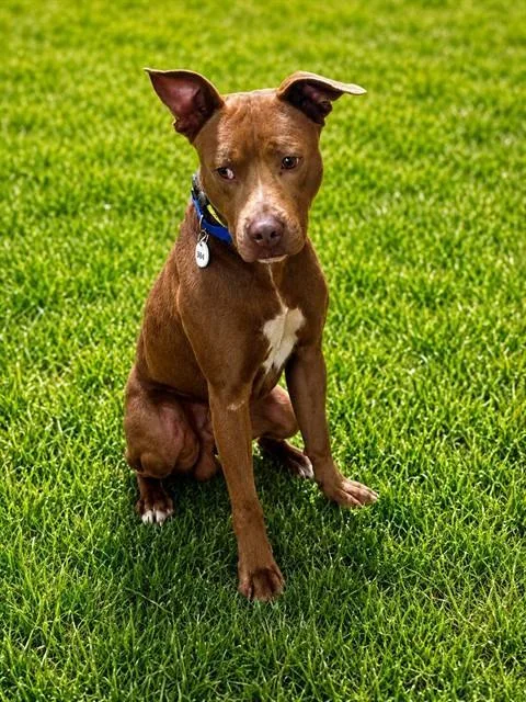 A young medium-sized male Pit Bull Terrier dog named Jody for adoption in Upper Marlboro, MD