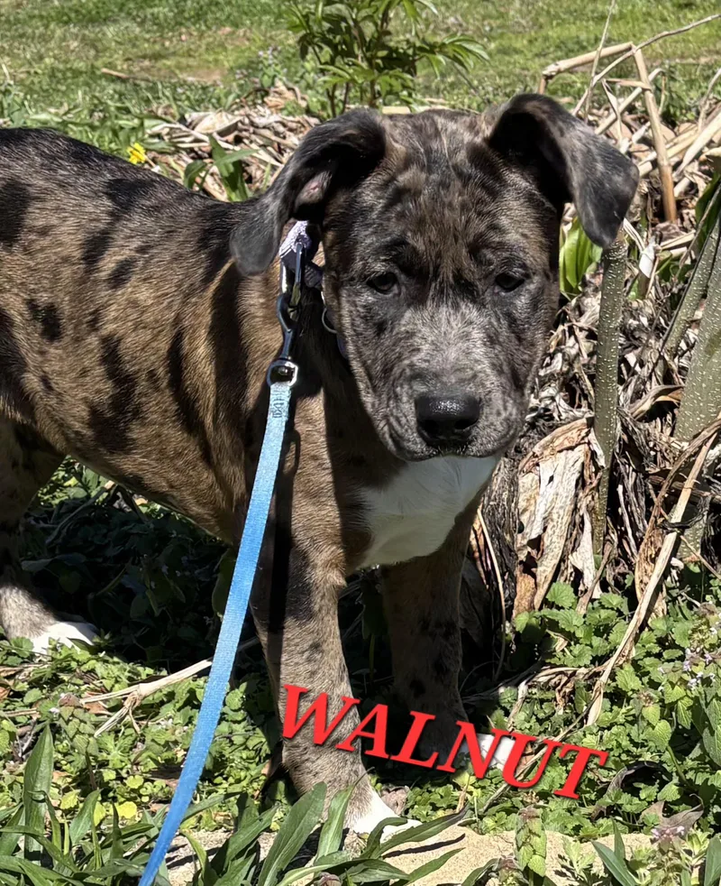 Walnut Gooseberry thumbnail 2