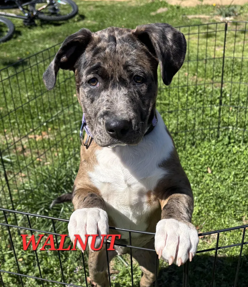 Walnut Gooseberry thumbnail 3