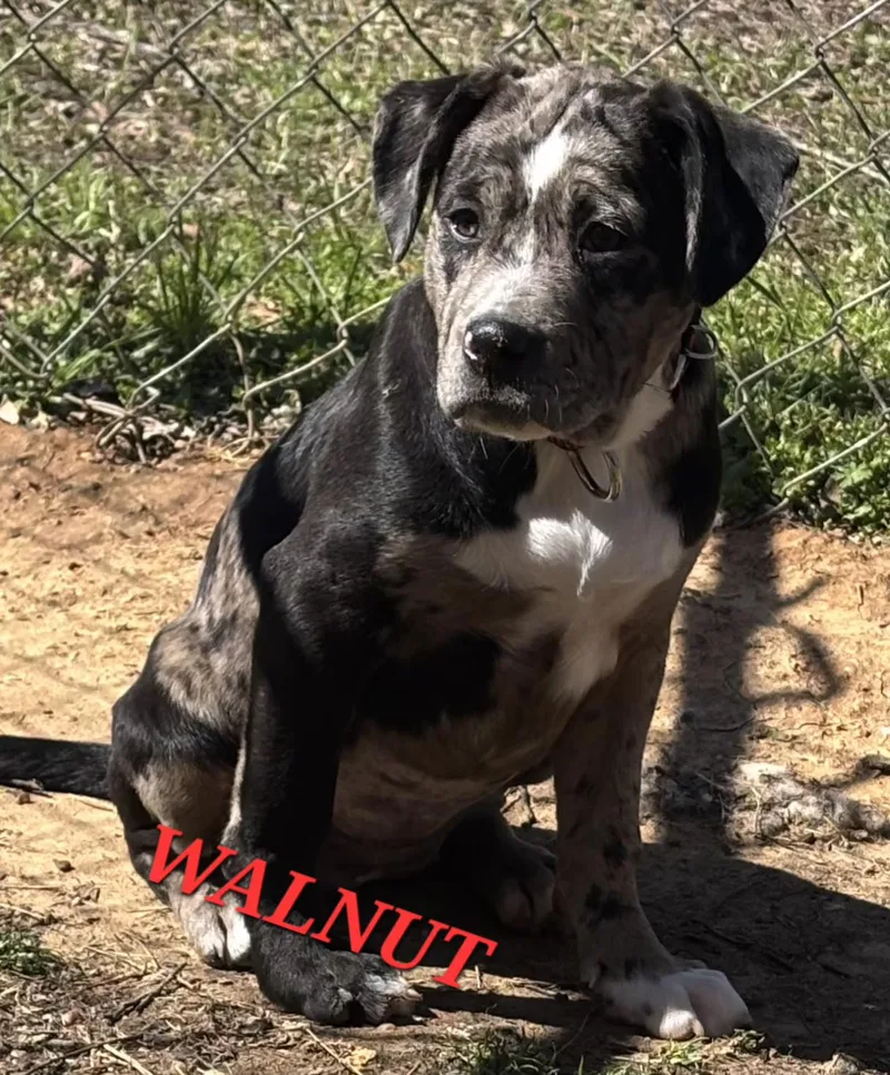 Walnut Gooseberry thumbnail 4