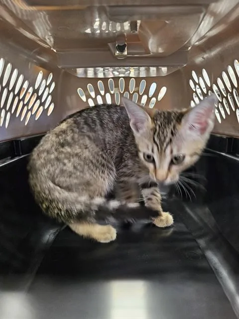 A baby small-sized male Domestic Short Hair cat named A for adoption in Palmetto, FL