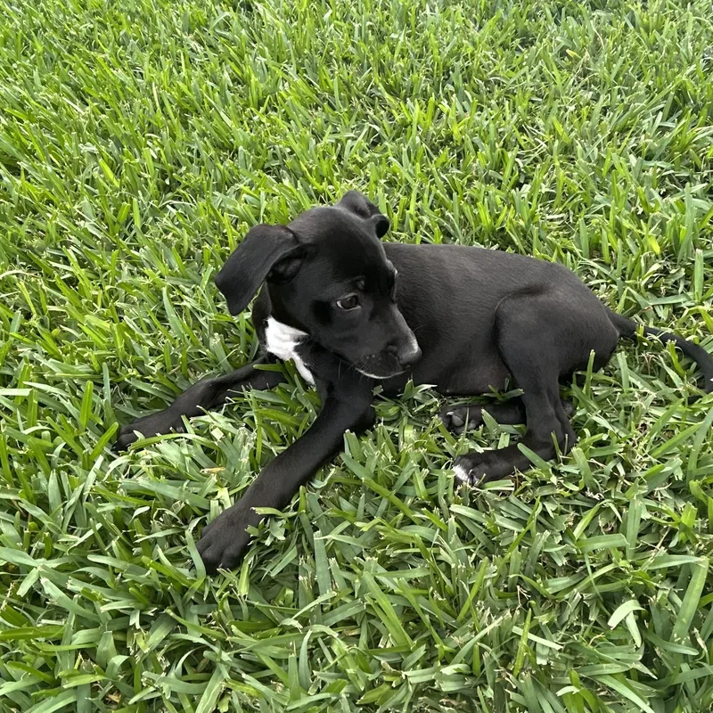 A baby medium-sized female Black Labrador Retriever dog named Janice for adoption in Manvel, TX