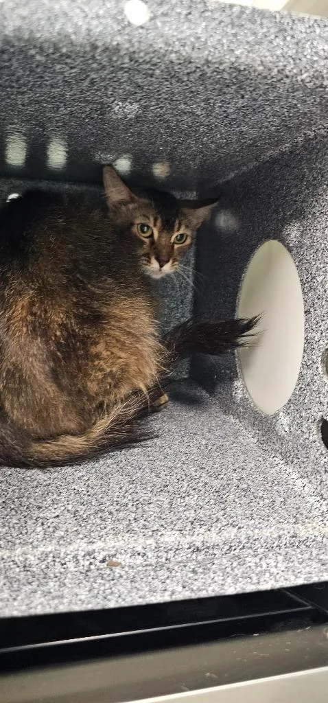A young small-sized male Domestic Short Hair cat named Carter for adoption in Athens, TN