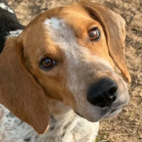 A young medium-sized female Apricot / Beige English Coonhound dog named Macy for adoption in Tunica, MS