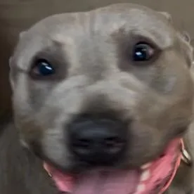 Blue Skidoo You Can thumbnail 2