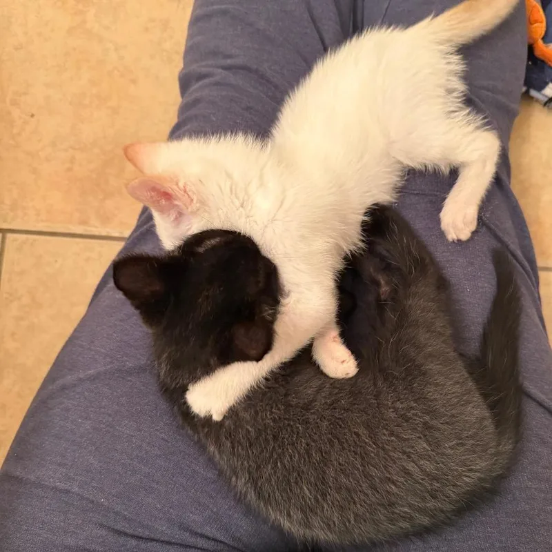 A baby small-sized male Smoke Domestic Short Hair cat named Cosmo for adoption in Agoura Hills, CA
