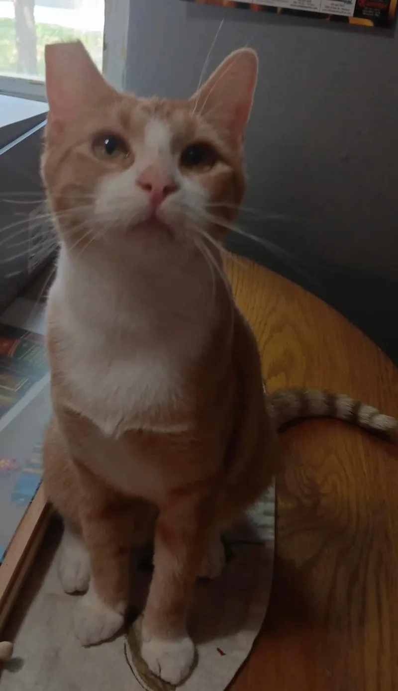 An adult large-sized female Orange & White Domestic Short Hair cat named Baby Girl for adoption in Windom, MN
