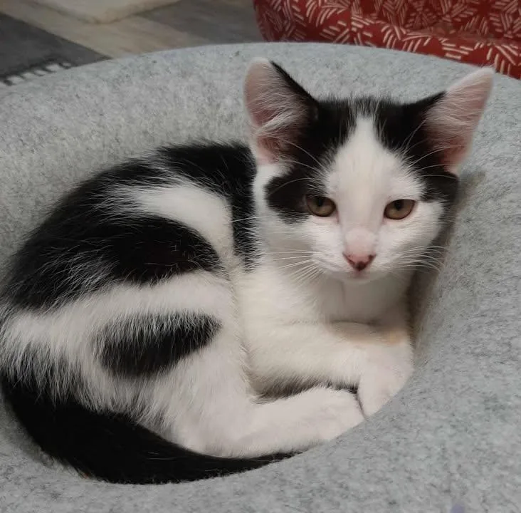 A young small-sized male Black & White / Tuxedo Domestic Short Hair cat named Jelly Bean for adoption in Webster City, IA